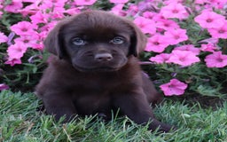 Labrador Retriever dogs for sale: Petunia - Image 3