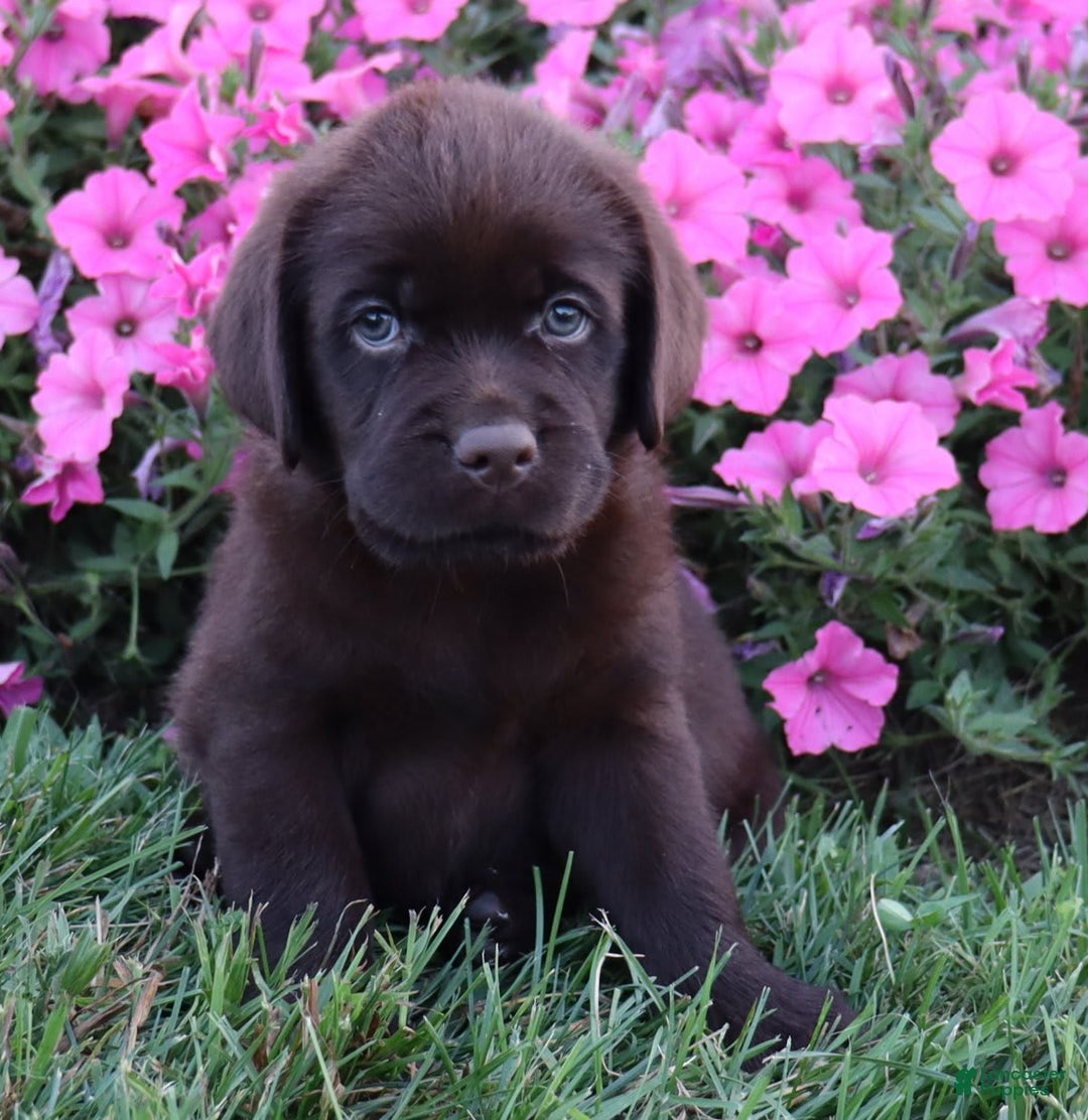 Labrador Retriever dogs for sale: Petunia - Image 3