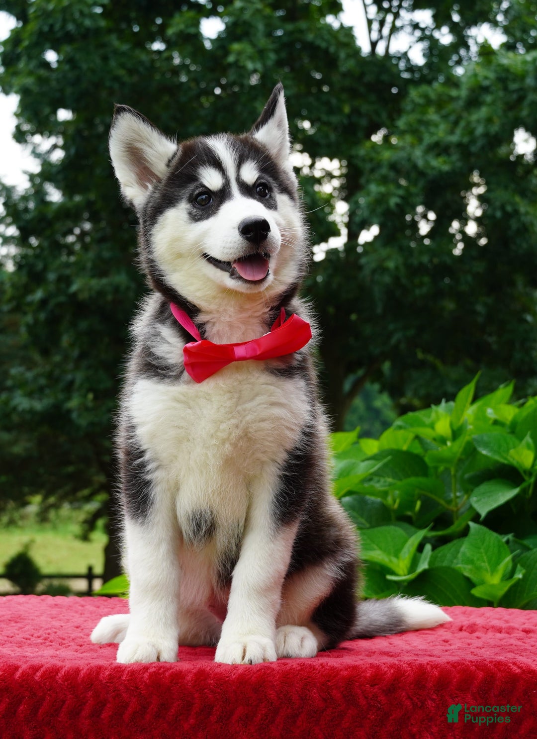 Siberian Husky dogs for sale: Gretta - Image 5