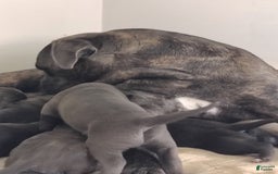 Cane Corso dogs for sale: Delia - Image 14