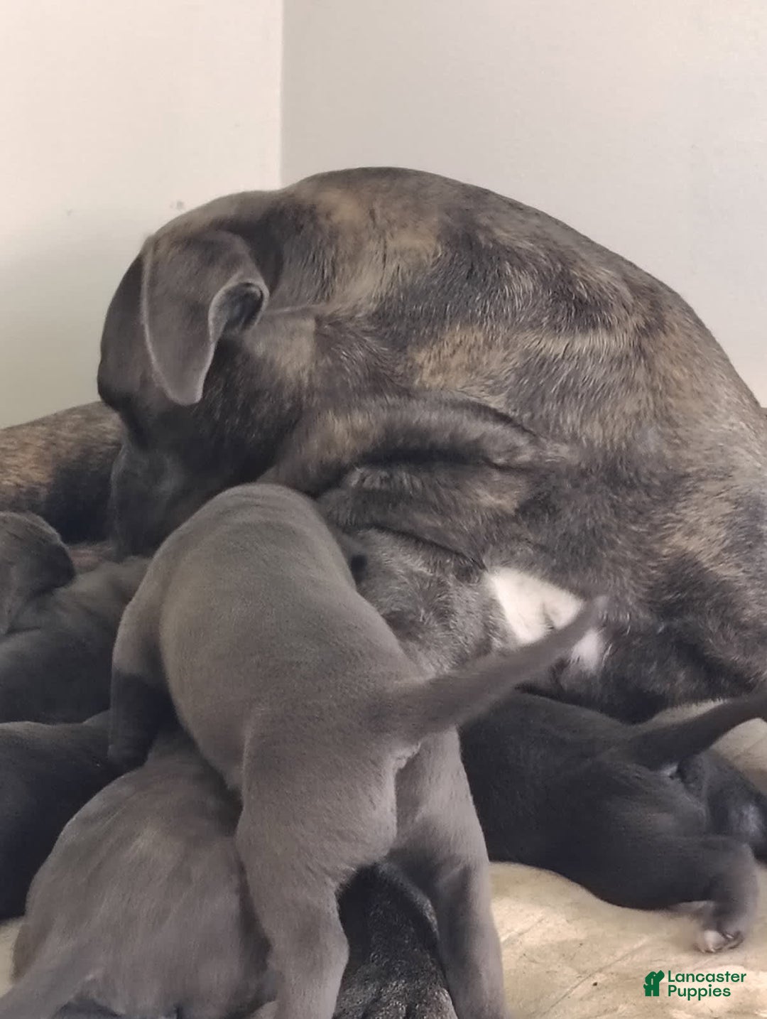 Cane Corso dogs for sale: Delia - Image 14