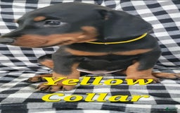 Doberman Pinscher dogs for sale: Yellow Fellow - Image 1