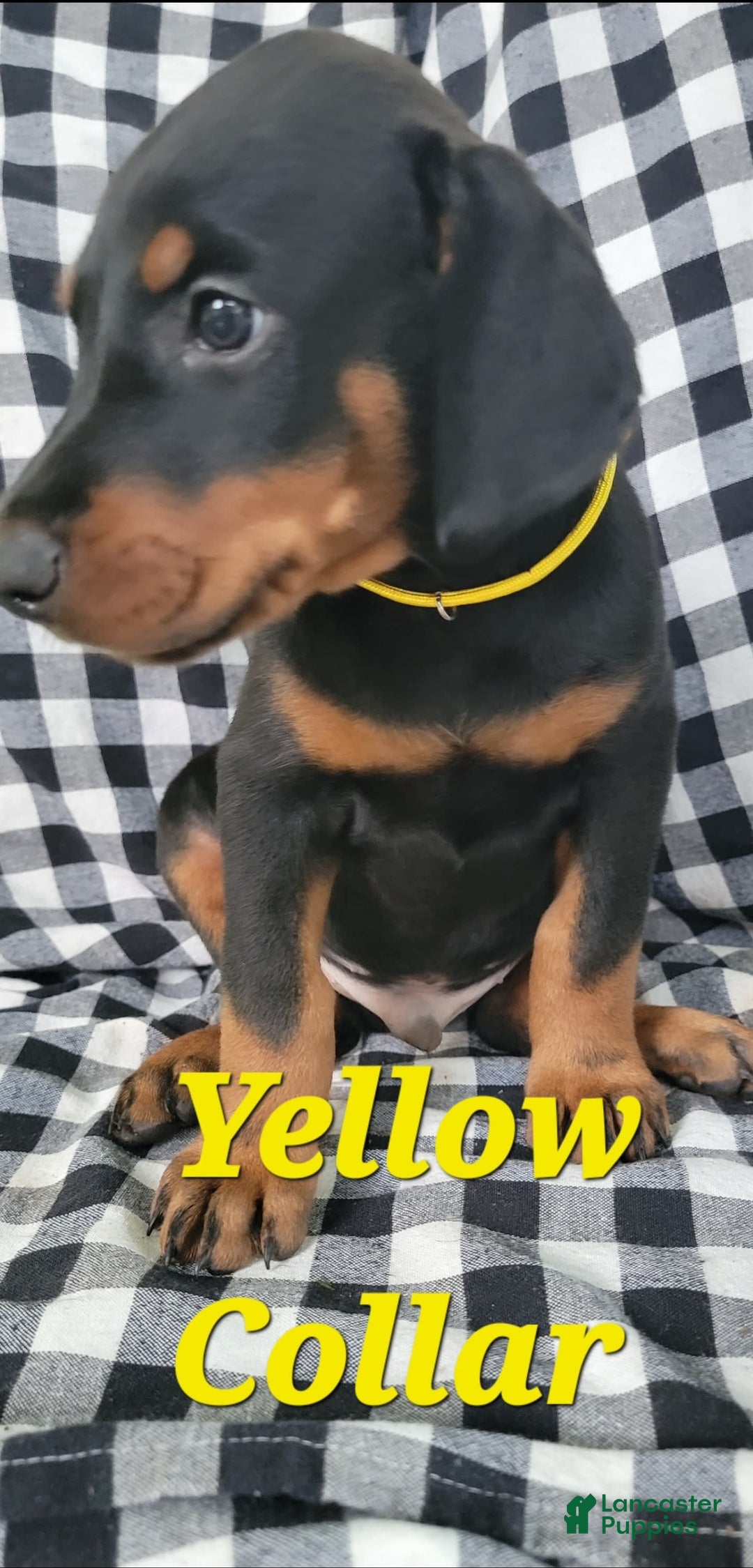 Doberman Pinscher dogs for sale: Yellow Fellow - Image 1