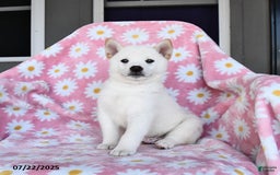 Shiba Inu dogs for sale: Mark - Image 2