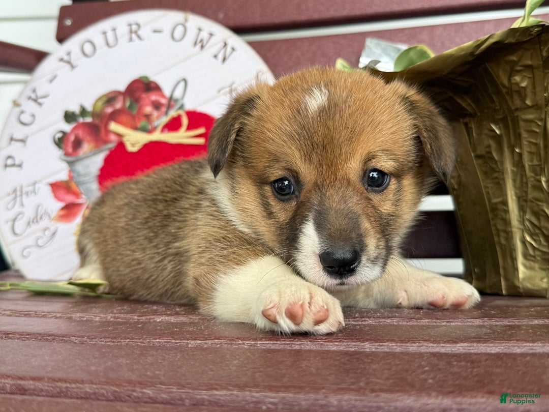 Welsh Corgi Pembroke dogs for sale: Franey - Image 1