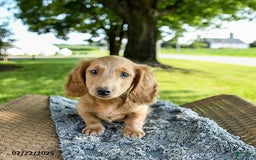 Miniature Dachshund dogs for sale: Fuzzie - Image 4