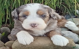 Mini Bernedoodle dogs for sale: Mia - Image 12
