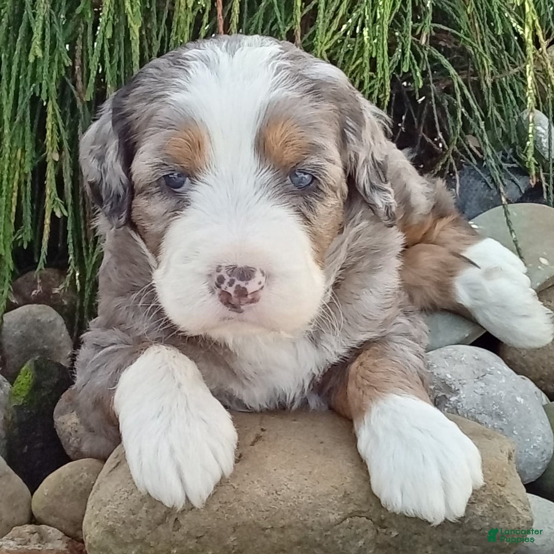 Mini Bernedoodle dogs for sale: Mia - Image 12