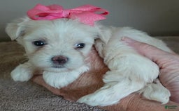 Maltese dogs for sale: Tinker - Image 11