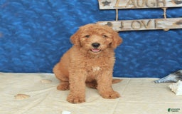 Goldendoodle dogs for sale: Lady - Image 5