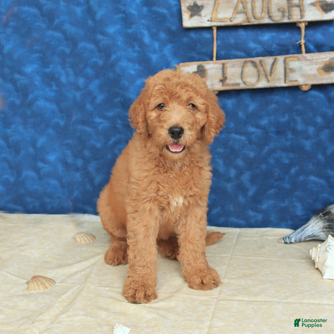 Goldendoodle dogs for sale: Lady - Image 5
