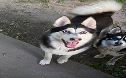 Pomsky dogs for sale: Digger - Image 12