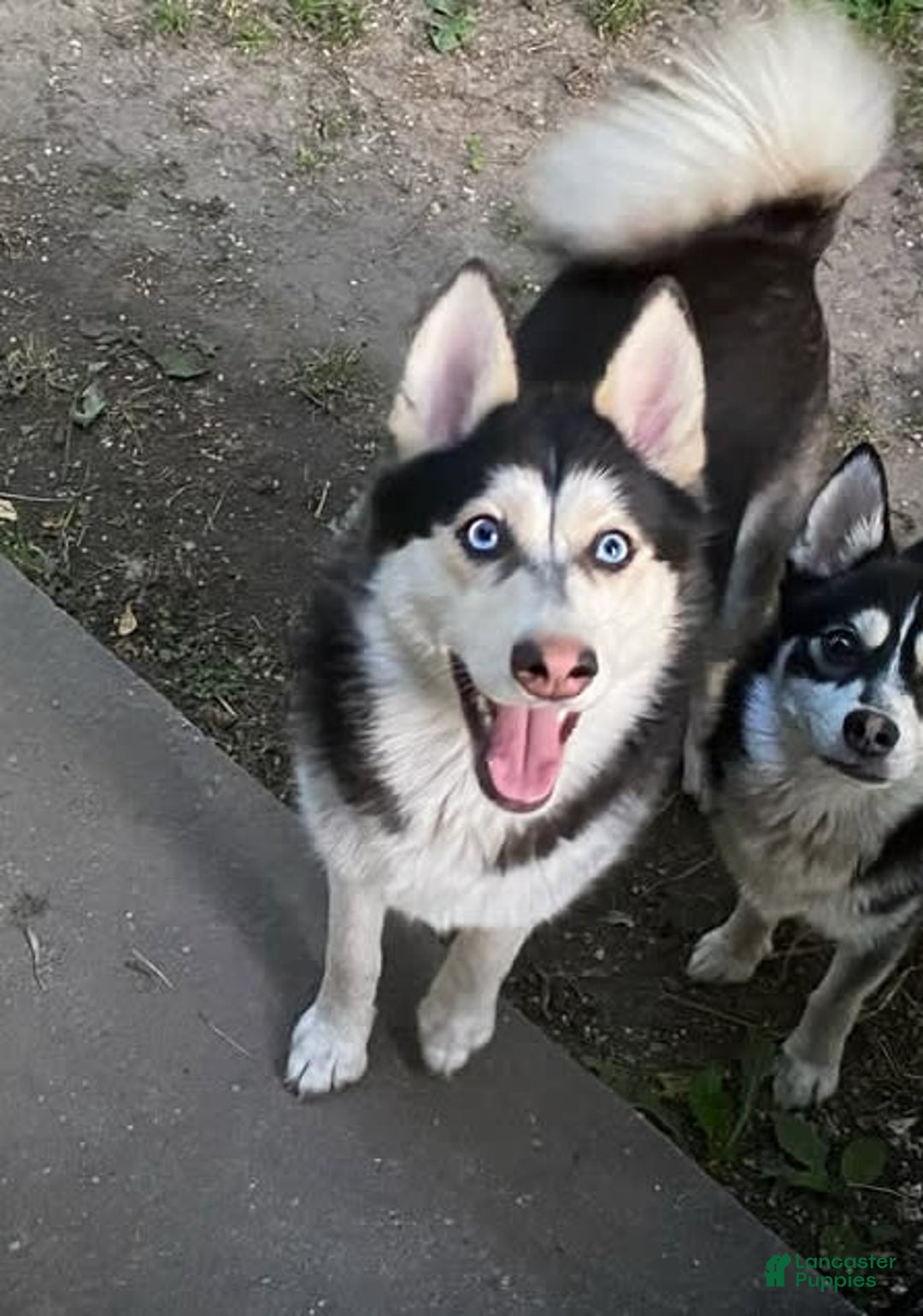 Pomsky dogs for sale: Digger - Image 12
