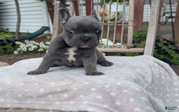 French Bulldog dogs for sale: Zane - Image 2