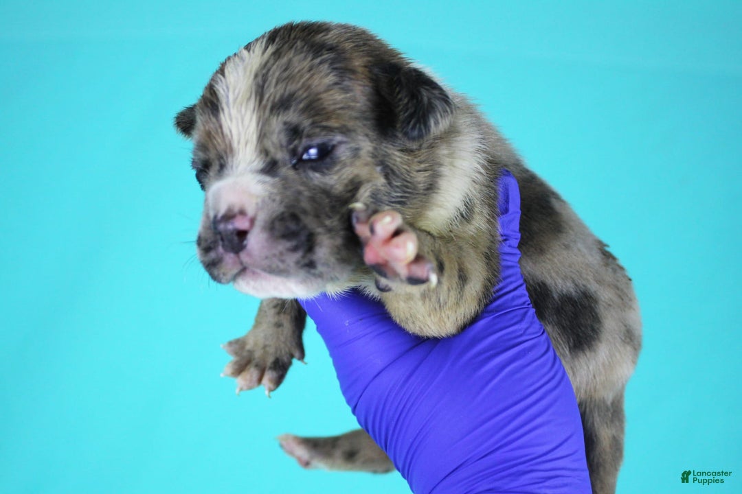 American Bully dogs for sale: Fawn Merle Male - Image 2