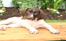 German Shorthaired Pointer dogs for sale: Ophelia - Image 3