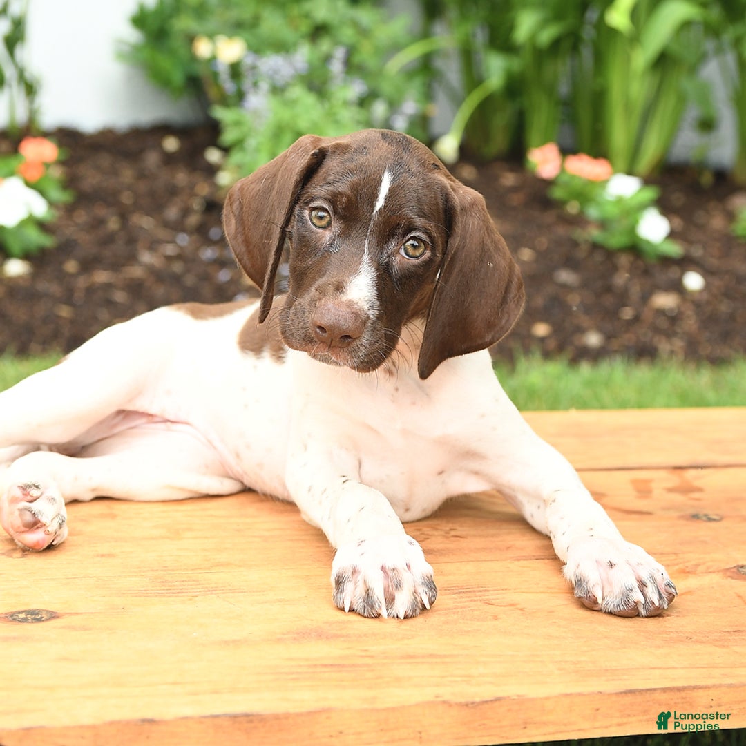 German Shorthaired Pointer dogs for sale: Ophelia - Image 3