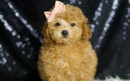 Miniature Poodle dogs for sale: Pika - Image 2