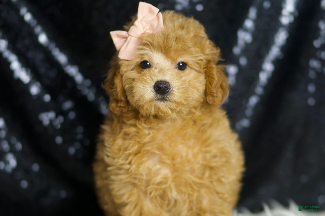 Miniature Poodle dogs for sale: Pika - Image 2