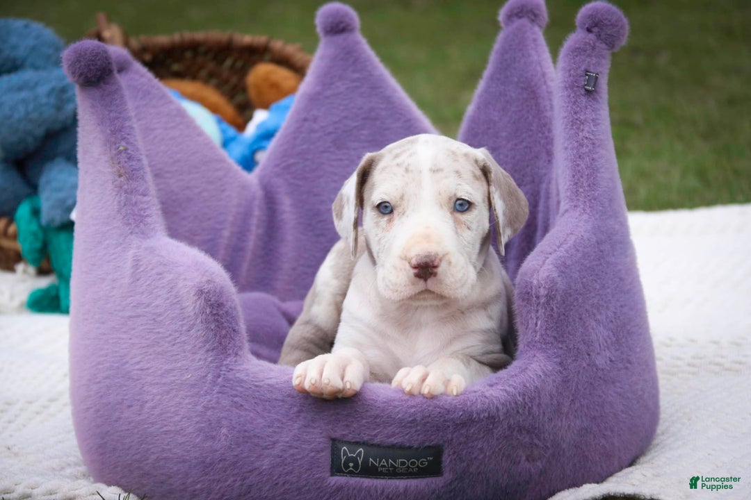 Great Dane dogs for sale: Jovie - Image 29