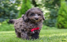Miniature Poodle dogs for sale: Miniature Poodle 2 puppies - Image 4