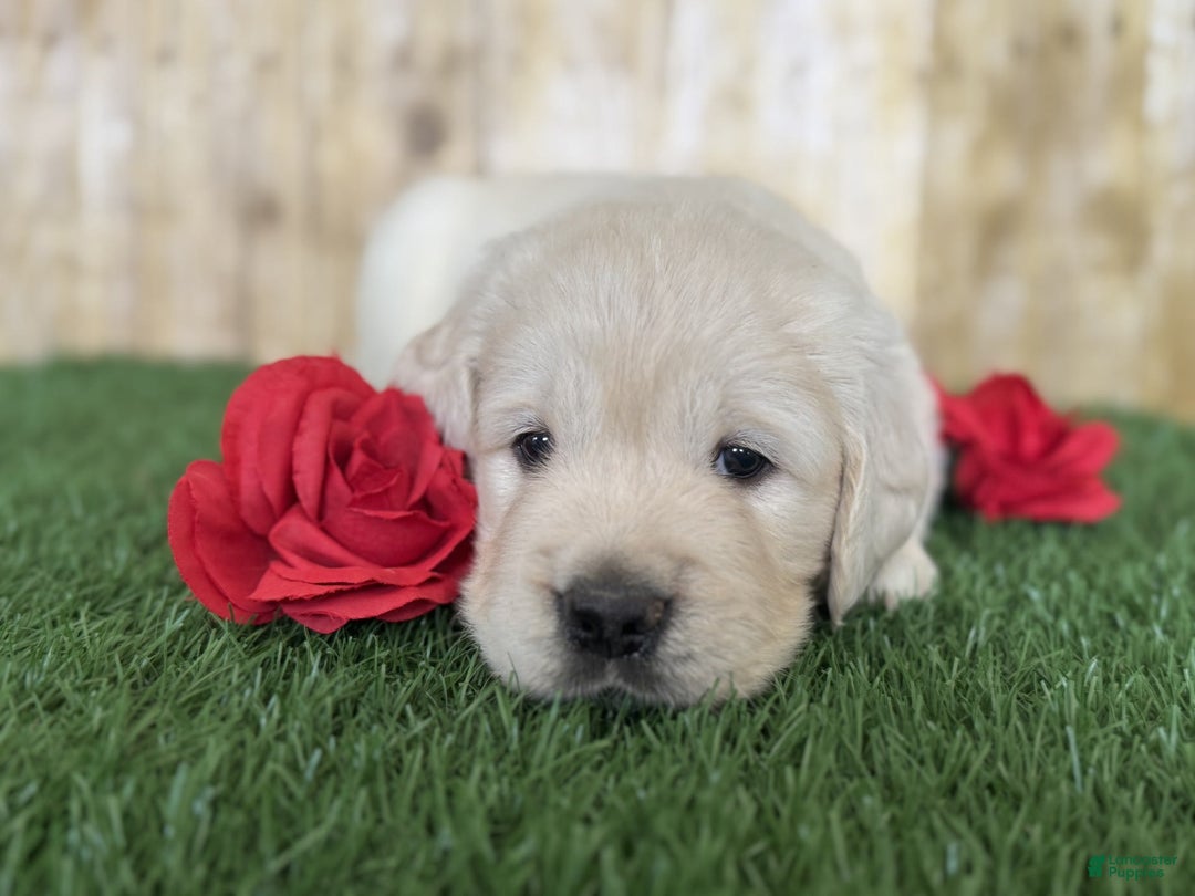 Golden Retriever dogs for sale: Chevelle - Image 6