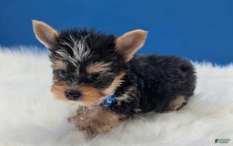 Yorkshire Terrier dogs for sale: Dodge - Image 1