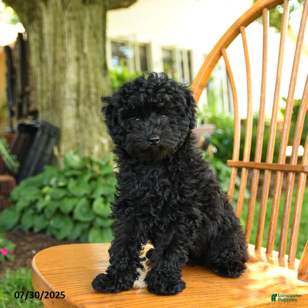 Toy Poodle dogs for sale: George - Image 4