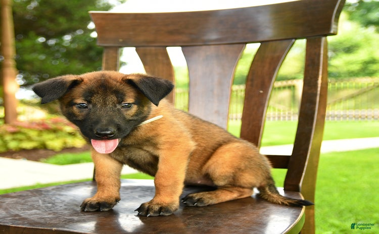 Belgian Malinois dogs for sale - Ad 3