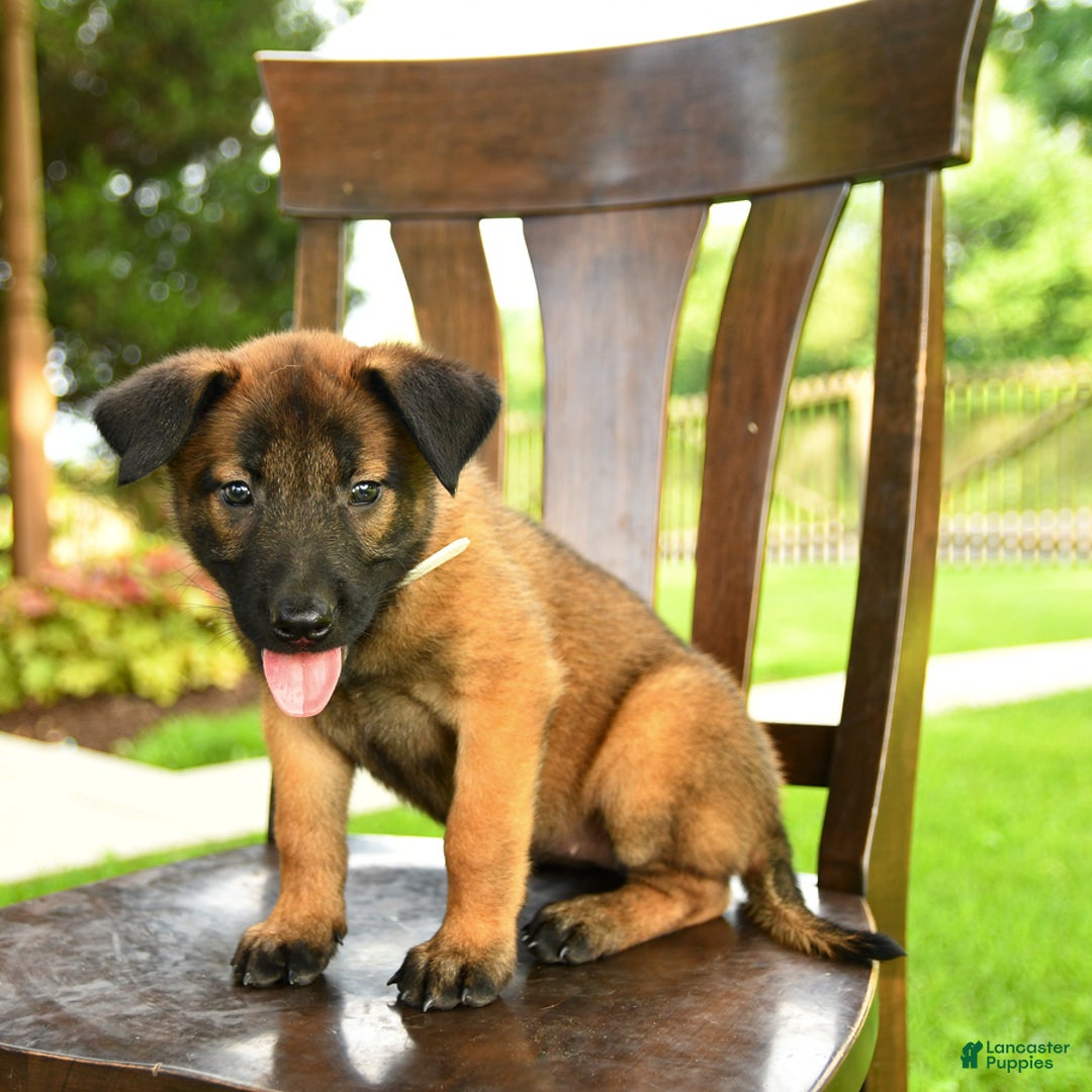 Belgian Malinois dogs for sale: August - Image 1