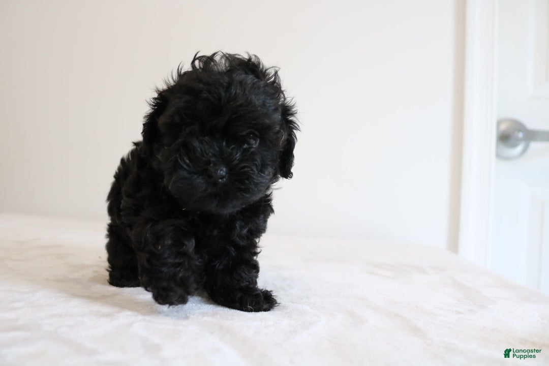 Shihpoo dogs for sale: Layla - Image 3