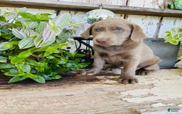Labrador Retriever dogs for sale: Ruby - Image 3