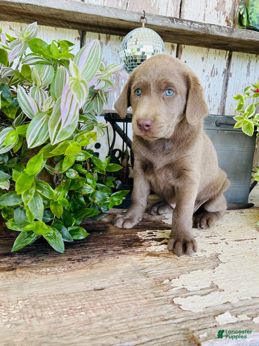 Labrador Retriever dogs for sale: Ruby - Image 3