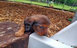 Dachshund dogs for sale: Evie - Image 3
