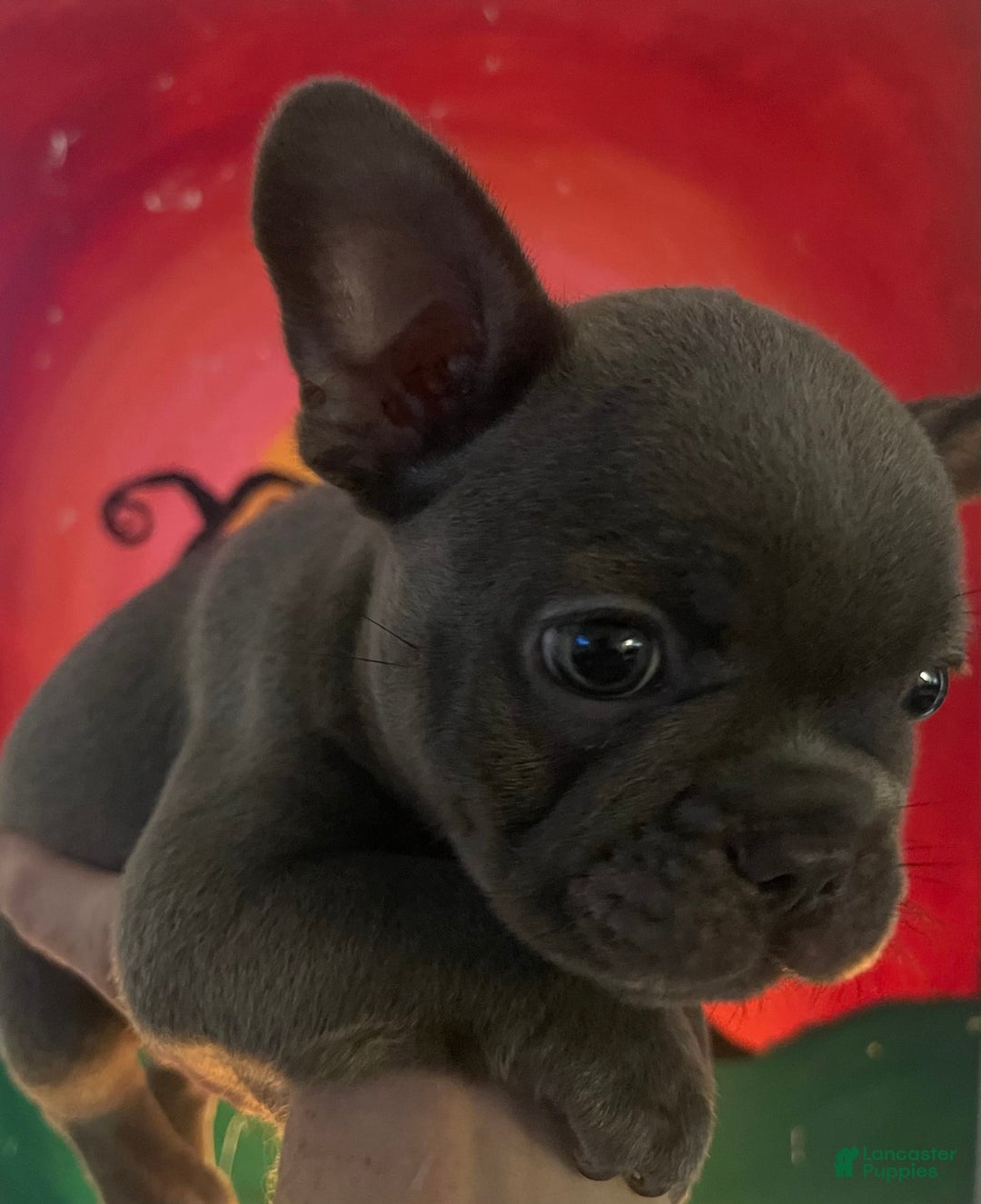 French Bulldog dogs for sale: Luna - Image 3