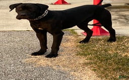 Cane Corso dogs for sale: Deacon - Image 8