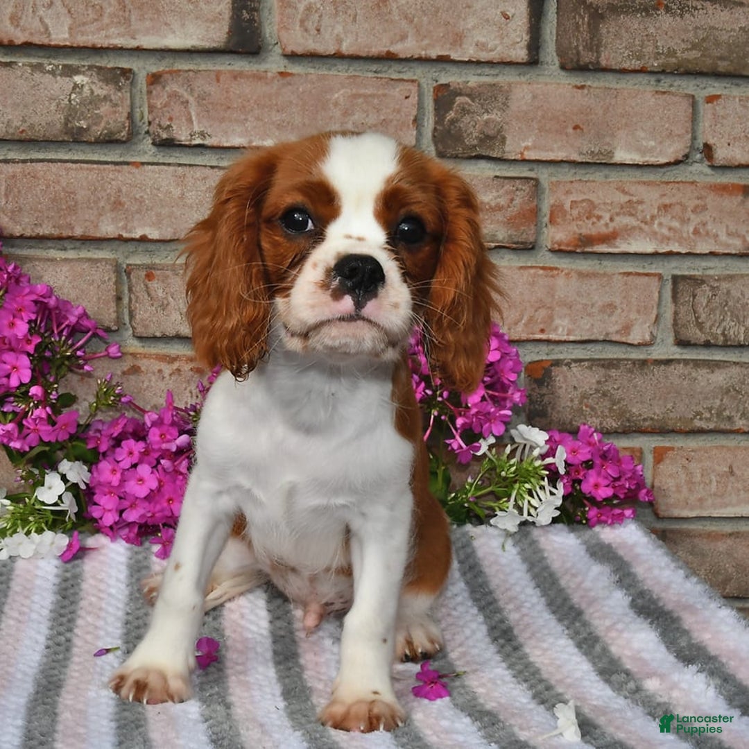 Cavalier King Charles Spaniel dogs for sale: Sparky - Image 9