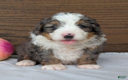 Mini Bernedoodle dogs for sale: Koda - Image 10