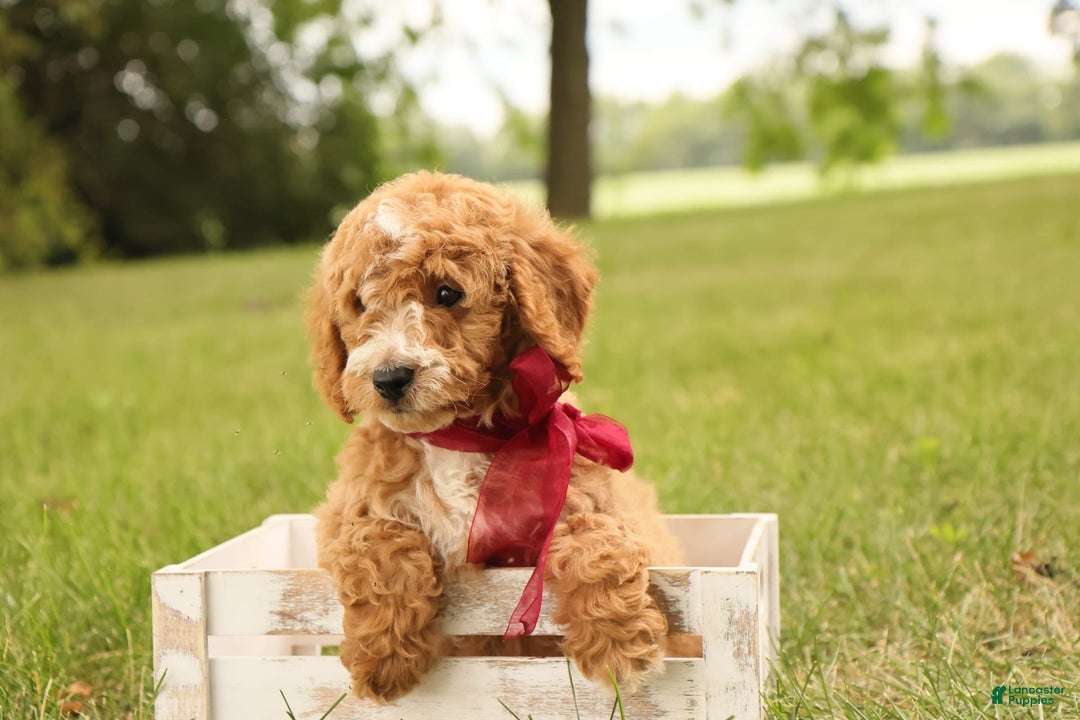 Mini Goldendoodle dogs for sale: Jasmine - Image 11