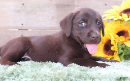 Labrador Retriever dogs for sale: Woody - Image 1