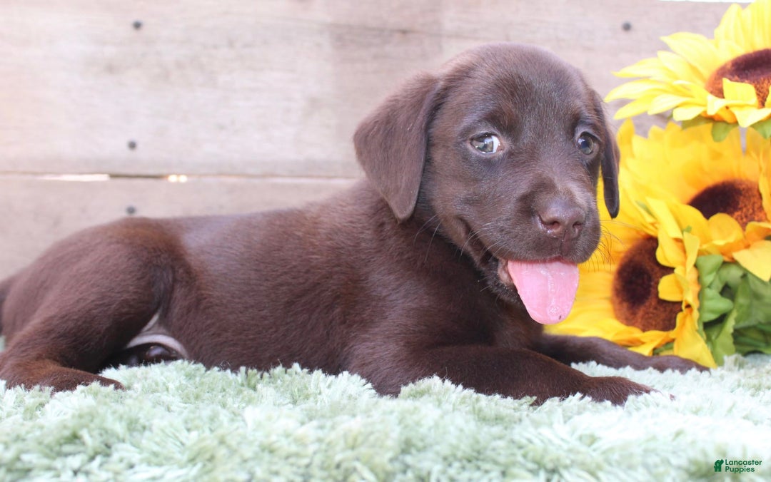 Labrador Retriever dogs for sale: Woody - Image 1