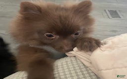 Pomeranian dogs for sale: Teddy - Image 4