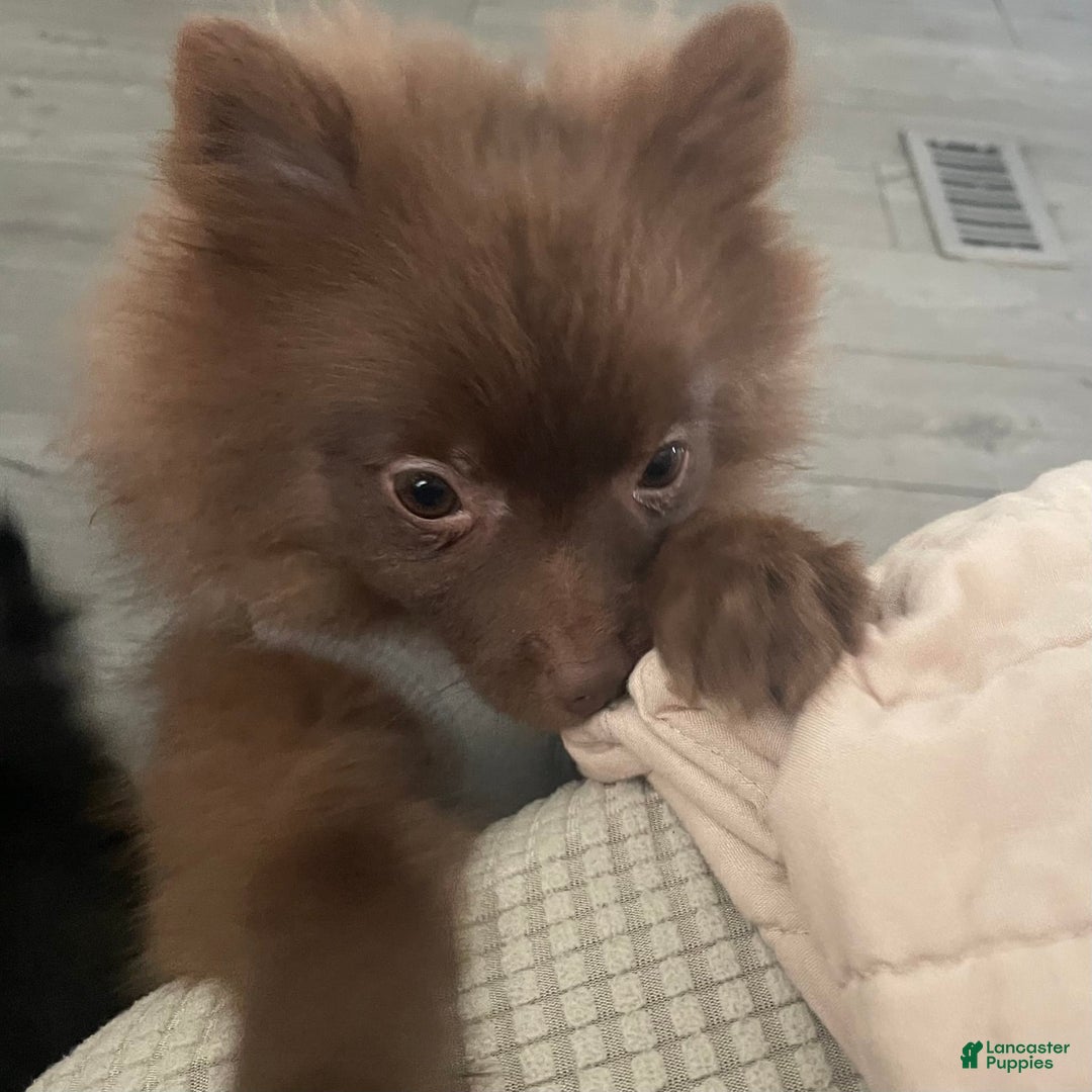 Pomeranian dogs for sale: Teddy - Image 4