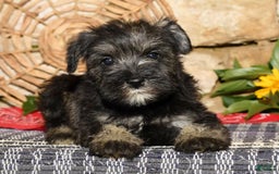 Miniature Schnauzer dogs for sale: Tinker - Image 5