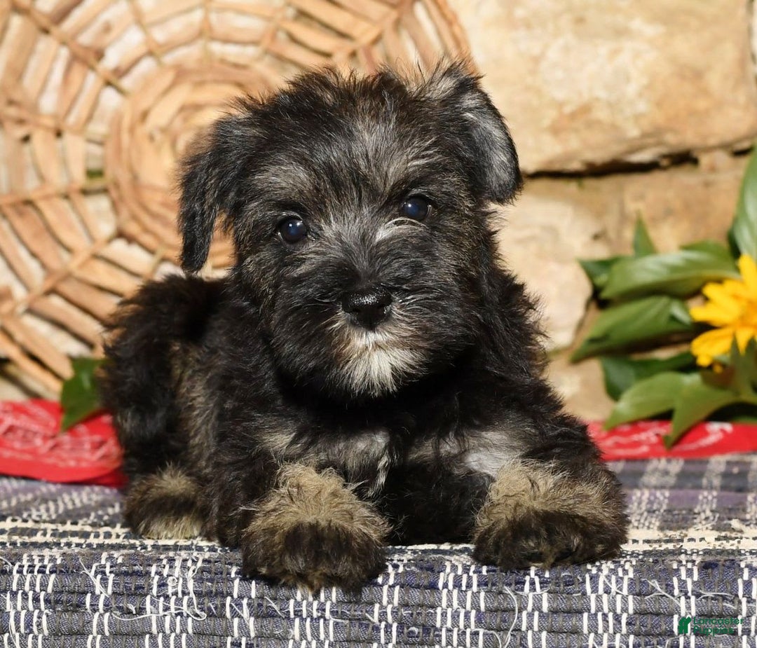 Miniature Schnauzer dogs for sale: Tinker - Image 5