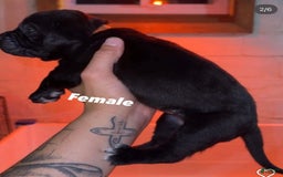Presa Canario dogs for sale: Nia - Image 2