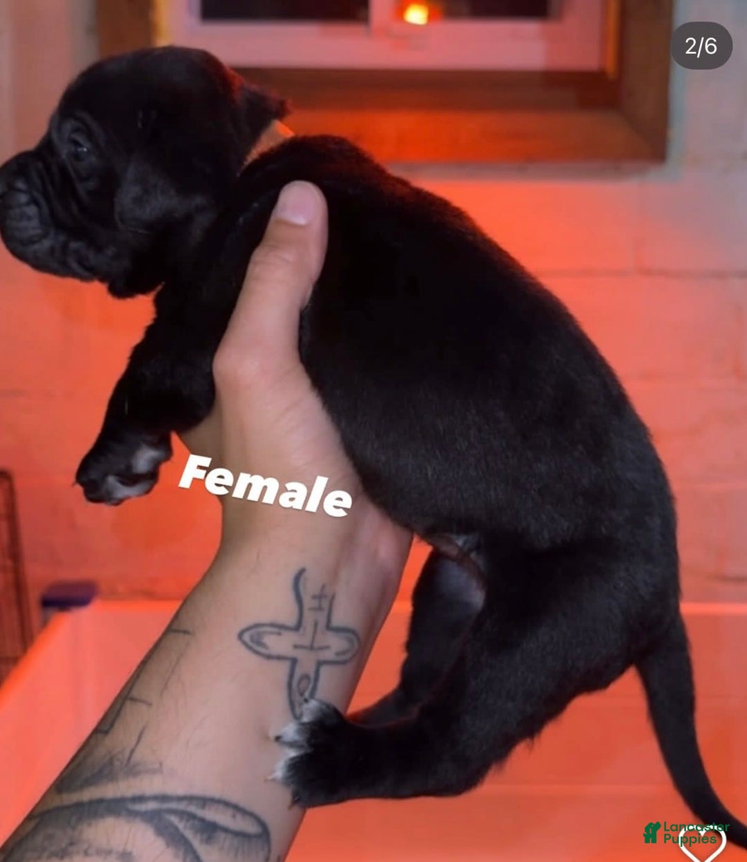Presa Canario dogs for sale: Nia - Image 2