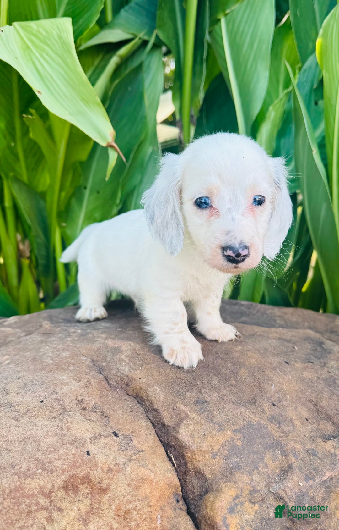 Miniature Dachshund dogs for sale: Blizzard LH - Image 8