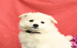 American Eskimo dogs for sale: Mango - Image 7