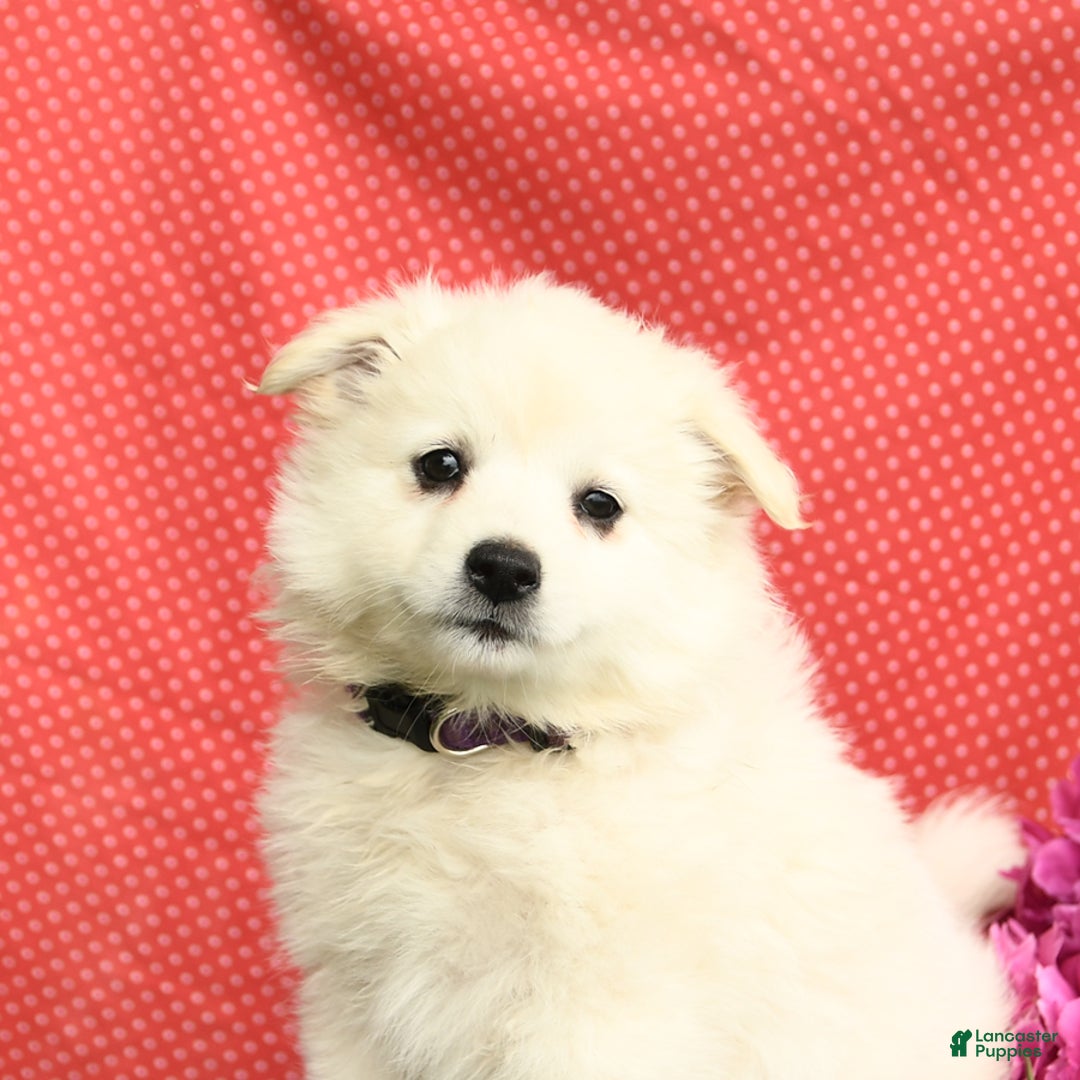 American Eskimo dogs for sale: Mango - Image 7